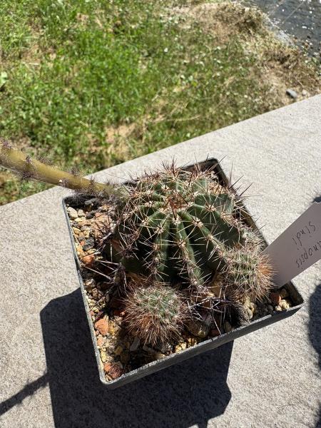 Echinopsis sindi